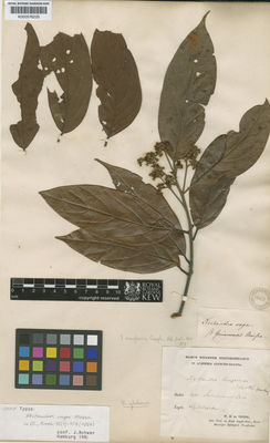 Kew Gardens K000576225:  illegible [s.n.] Suriname