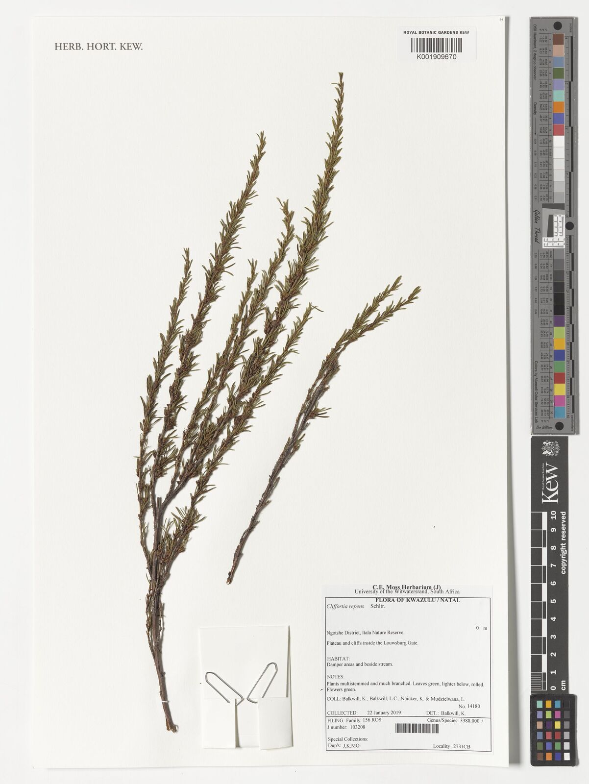 Cliffortia repens