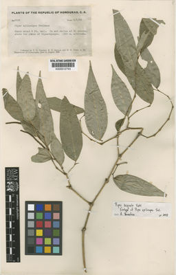 Kew Gardens K000512793:  Yuncker, T.G.; Dawson, R.F.; Youse, H.R. [6296] Honduras