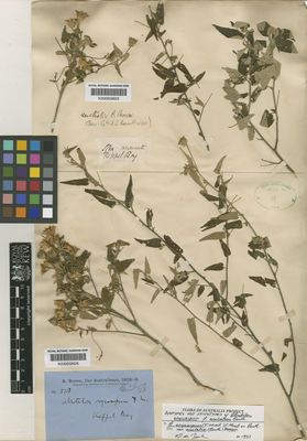 Kew Gardens K000659625:  Brown, R. [s.n.] Australia