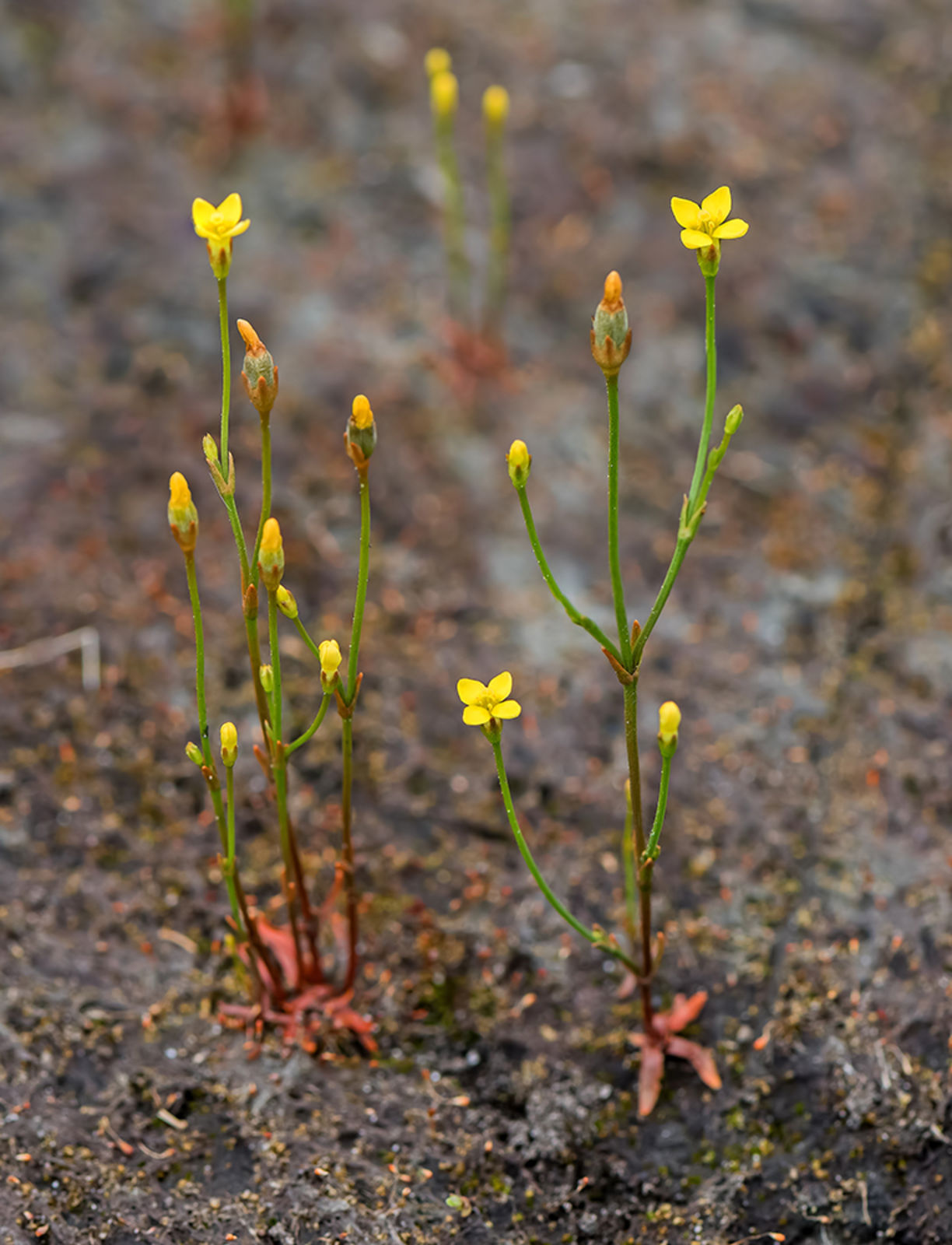 © copyright of the Board of Trustees of the Royal Botanic Gardens, Kew.