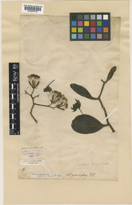 Kew Gardens K000843746:  s.coll. [1485] India