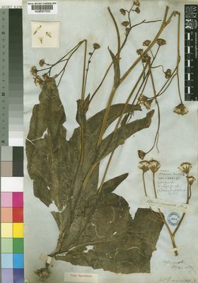 Kew Gardens K000307000:  Drege [s.n.] South Africa