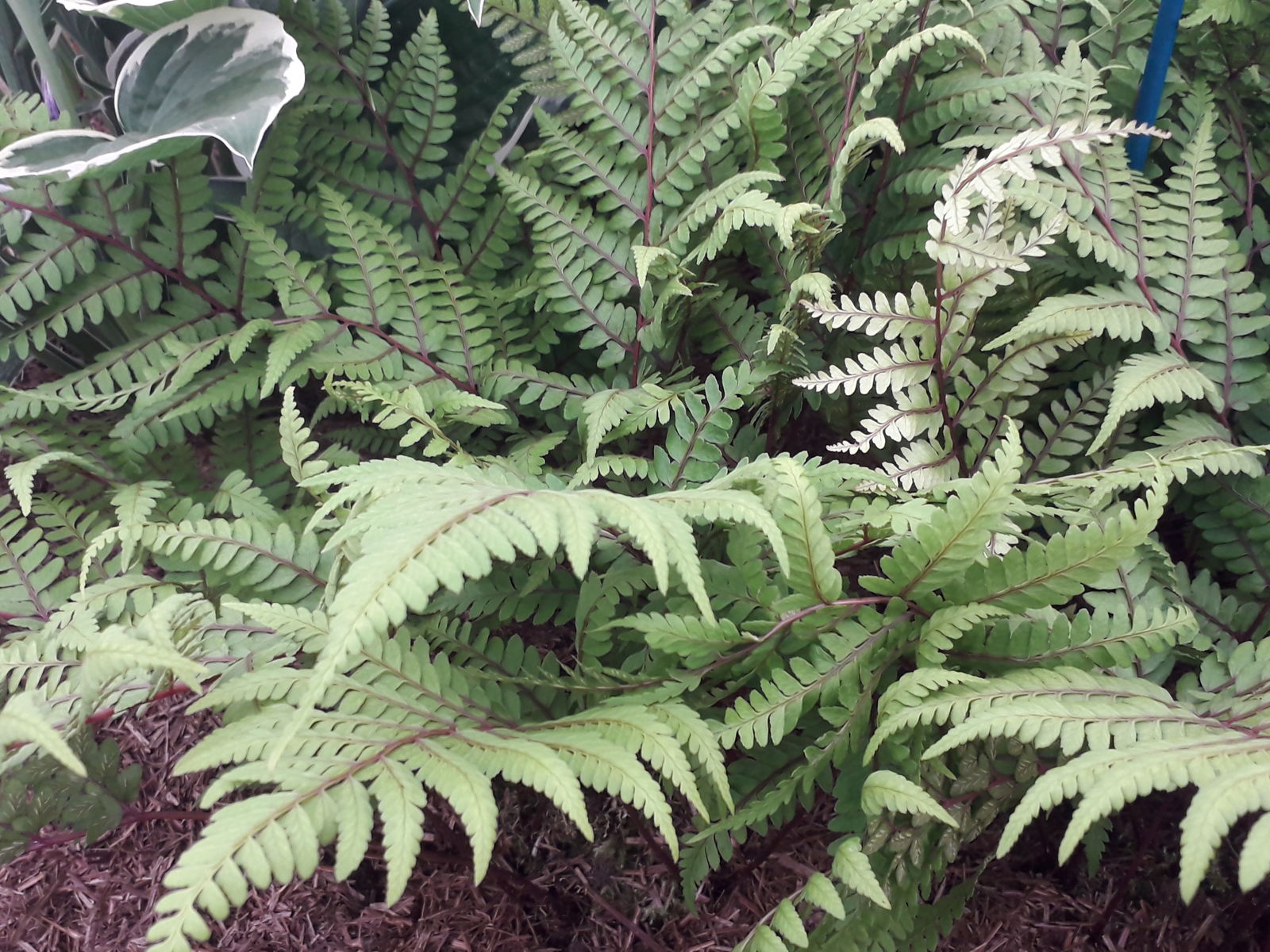 Athyrium Otophorum Var. Okanum Sa.kurata 