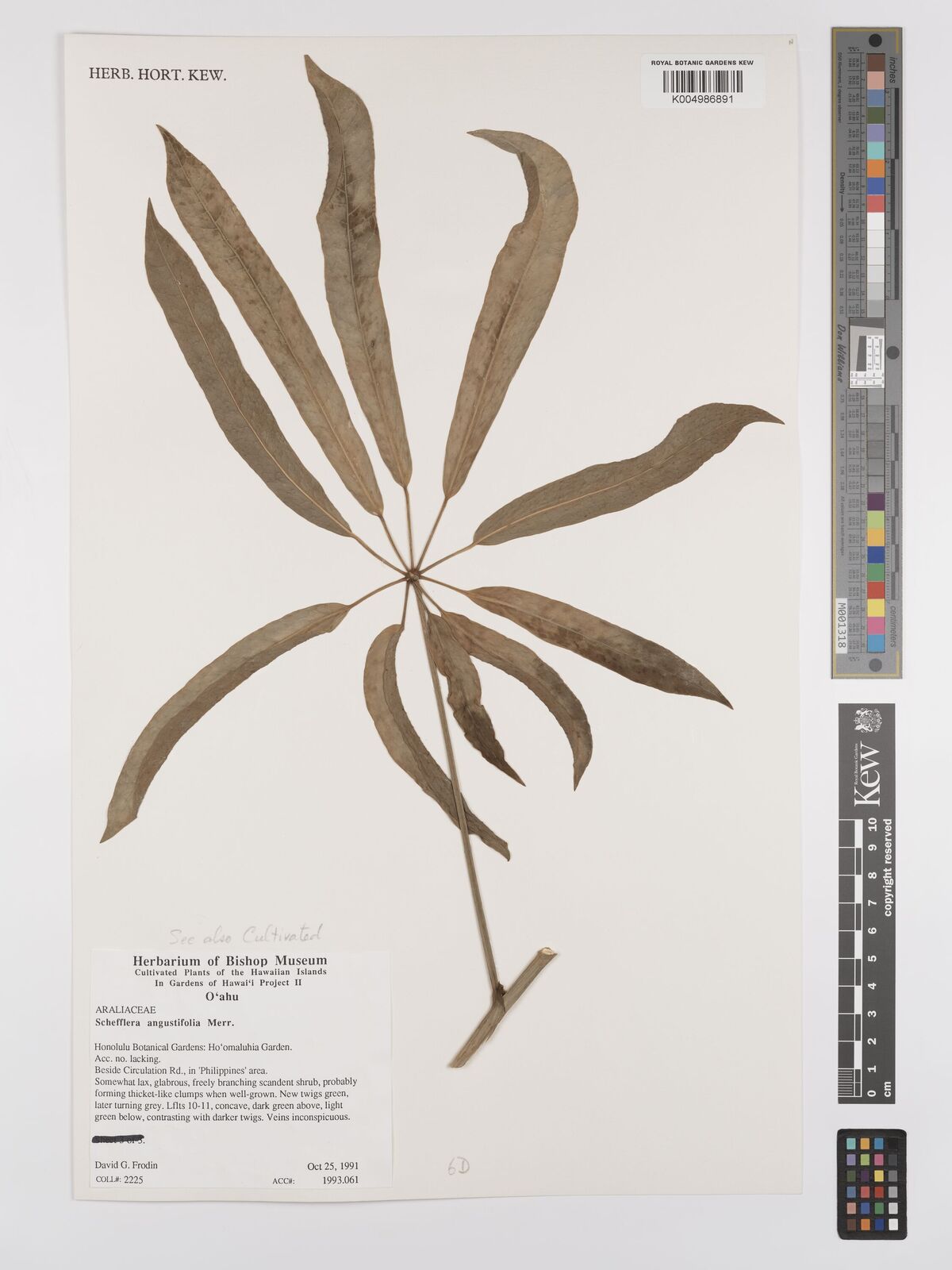 Schefflera angustifolia