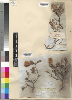 Kew Gardens K000273452:  Drege [s.n.] South Africa