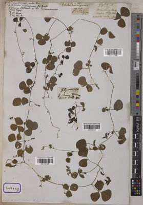 Kew Gardens K001121094:  s.coll. [Cat. no. 5494]