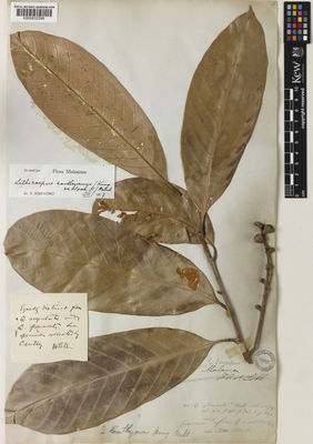 Kew Gardens K000832399:  Lobb, T, [s.n.] Malaysia