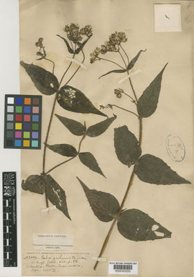 Kew Gardens K000323233:  Lehmann, F.C. [7492] Colombia