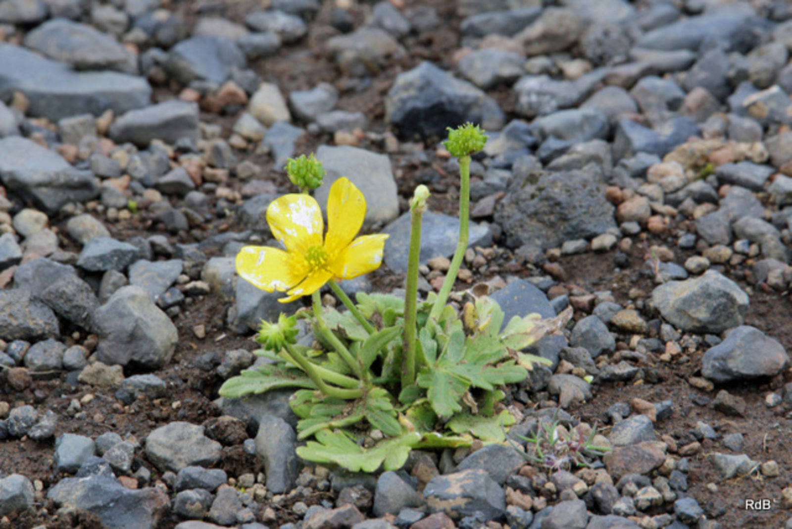 © copyright of the Board of Trustees of the Royal Botanic Gardens, Kew.