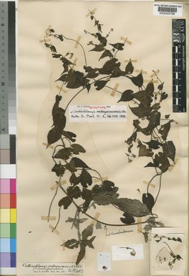 Kew Gardens K000405788:  Baron, R. [s.n.] Madagascar