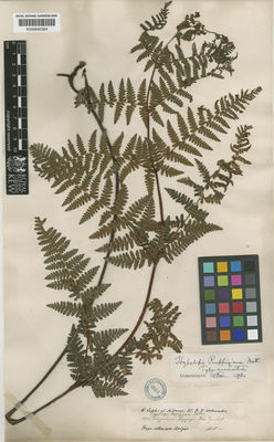 Kew Gardens K000640324:  Lechler, W. [s.n.] Chile