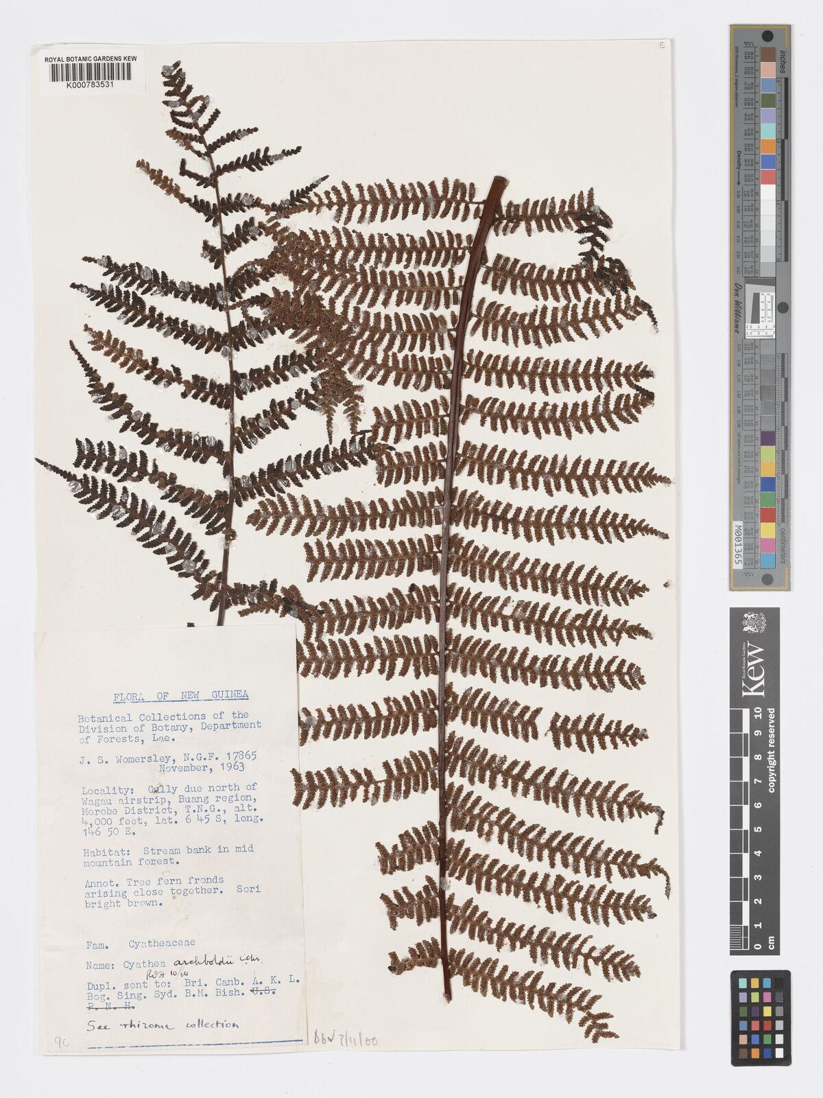 Cyathea archboldii
