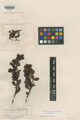 Kew Gardens K000681628:  Boden Kloss, C. [s.n.] New Guinea