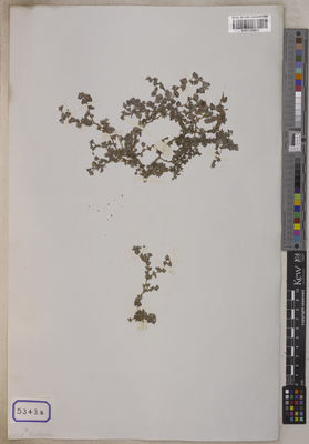 Kew Gardens K001120617:  Wallich, N. [Cat. no. 5343] India