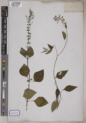 Kew Gardens K001116960:  s.coll. [Cat. no. 2727] Bangladesh