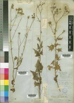 Kew Gardens K000306872:  Drege [s.n.] South Africa