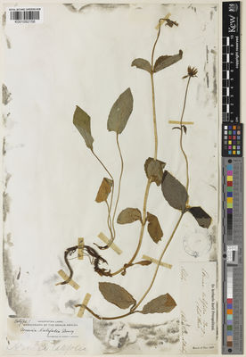 Kew Gardens K001092156:  Chlebnikoff, K.; Mertens, K.H. [s.n.]