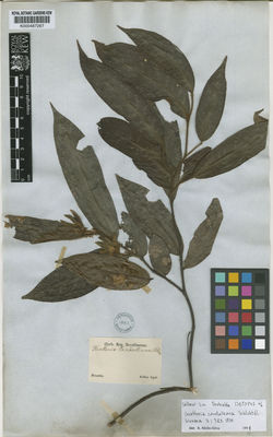 Kew Gardens K000487267:  Sellow [s.n.] Brazil