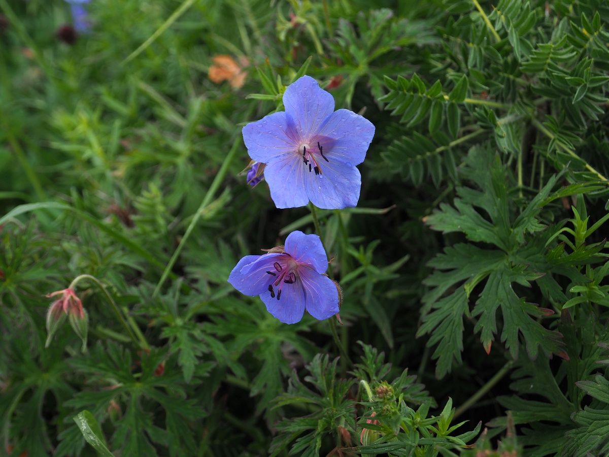 © copyright of the Board of Trustees of the Royal Botanic Gardens, Kew.