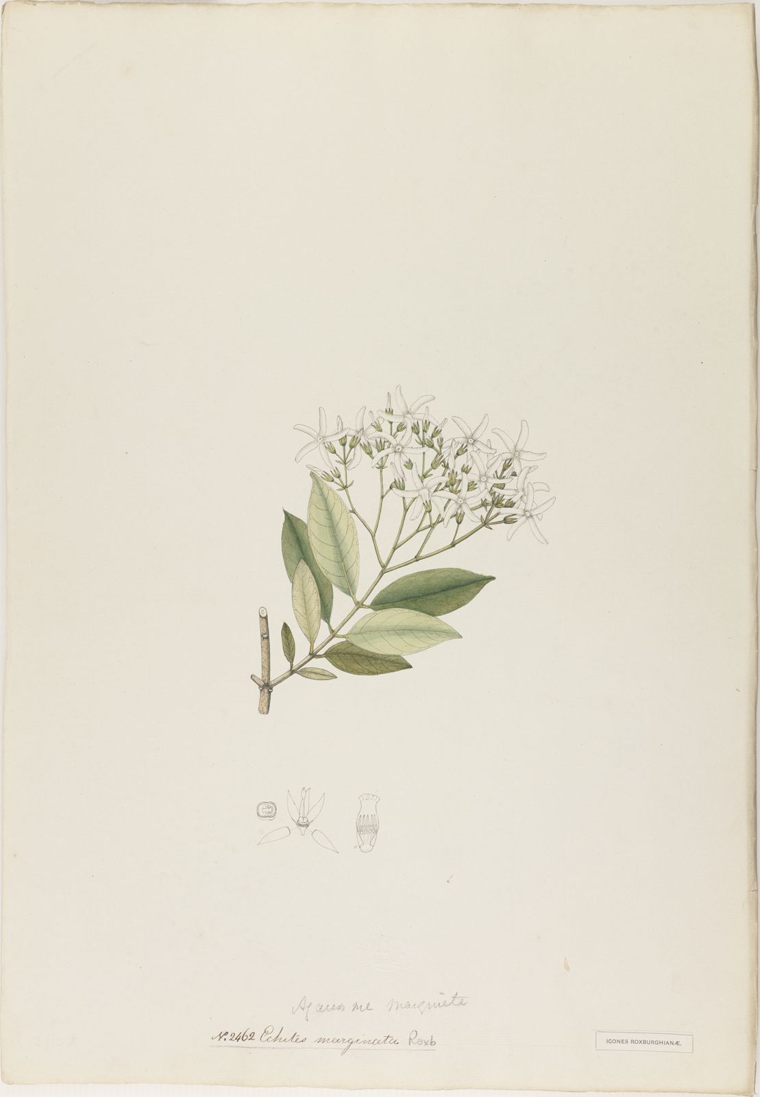 Amphineurion marginatum (Roxb.) D.J.Middleton | Plants of the World ...