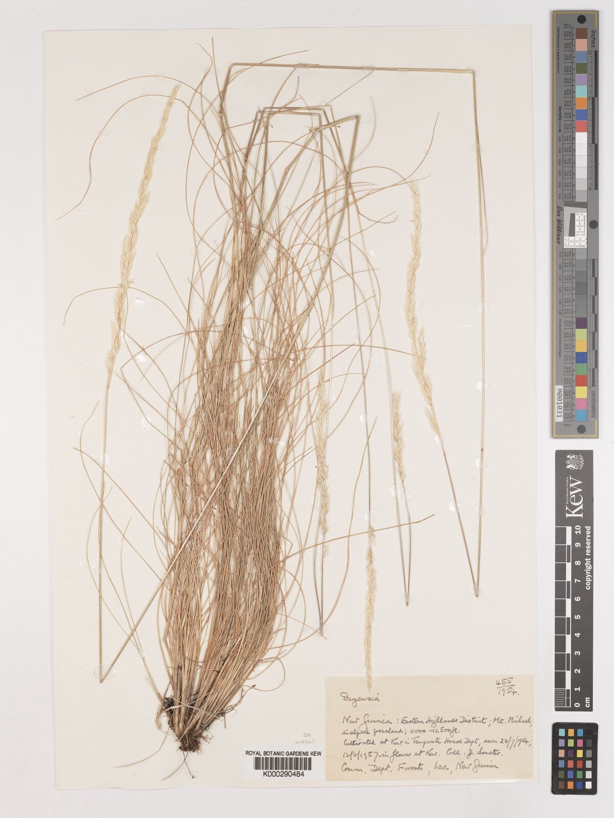 Kew Gardens K000290484:  Sonster, J. [455] New Guinea