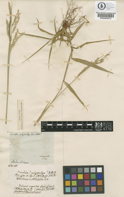 Kew Gardens K000004013:  Salzmann [s.n.] Brazil