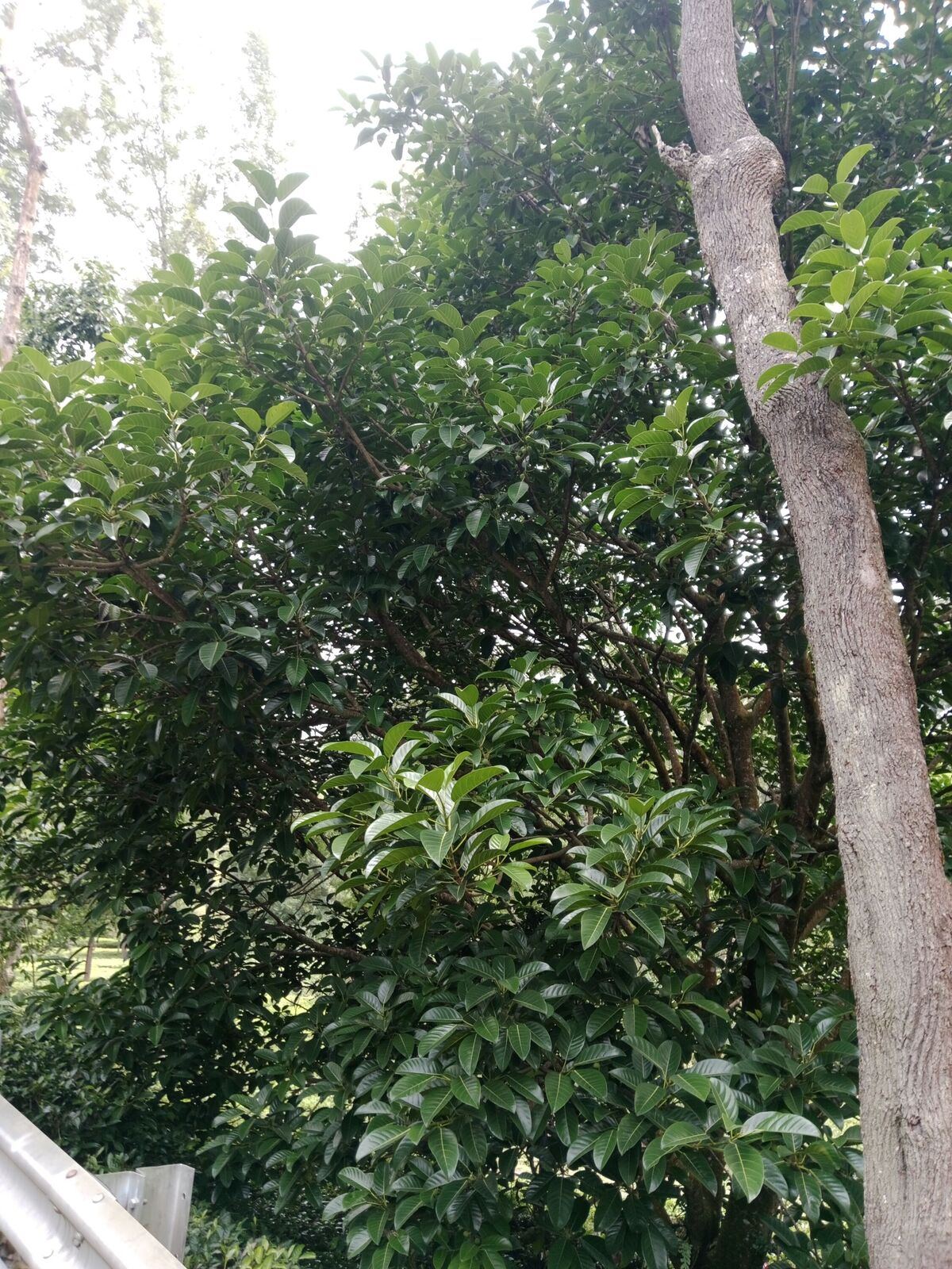 Ficus callosa Willd. | Plants of the World Online | Kew Science