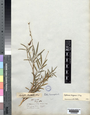 Kew Gardens K000262909:  Drege [s.n.] South Africa