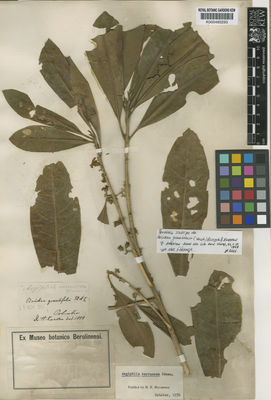 Kew Gardens K000485293:  Karsten, H. [s.n.] Colombia