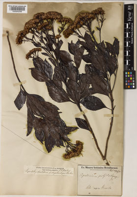 Kew Gardens K000942098:  Sello, F. [s.n.] Brazil