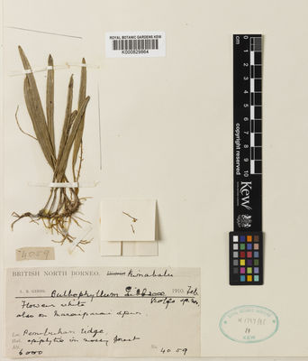 Kew Gardens K000829864:  Gibbs, L.S. [4059] Malaysia