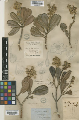 Kew Gardens K000687510:  MacGillivray, J. [849] New Caledonia