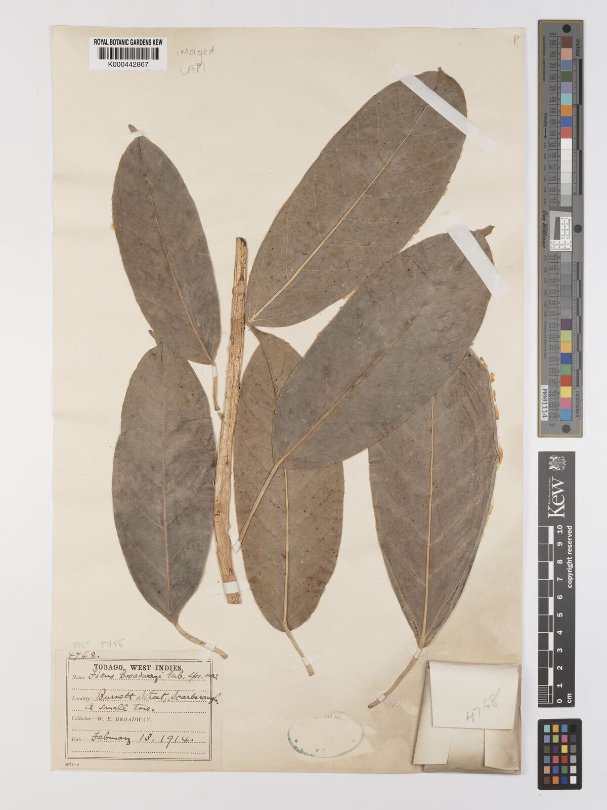 Kew Gardens K000442867:  Broadway, W.E. [4768] Trinidad and Tobago