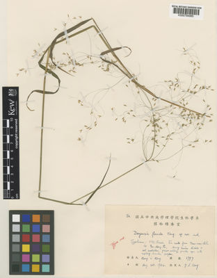 Kew Gardens K000794985:  Keng, Y.L.; Keng [3797] China