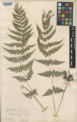 Kew Gardens K000951393:  Levinge, H.C. [27105] India