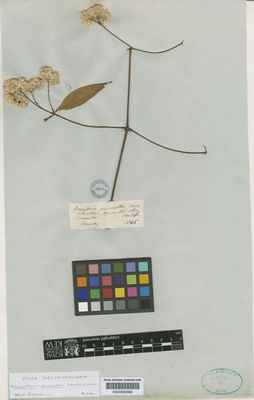 Kew Gardens K000582968:  Barclay [s.n.] Mexico