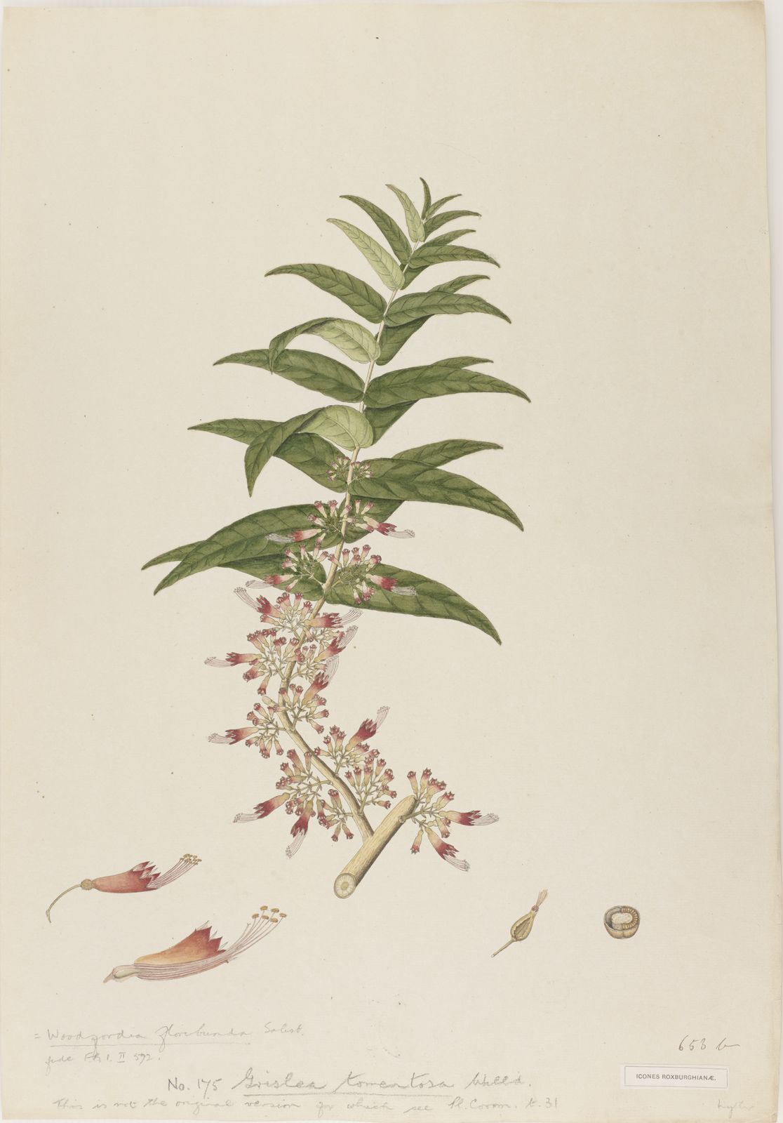 Woodfordia fruticosa (L.) Kurz | Plants of the World Online | Kew Science