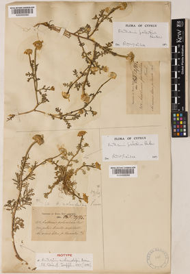 Kew Gardens K000929359:  Sintenis, P; Rigo, G. [804] Cyprus