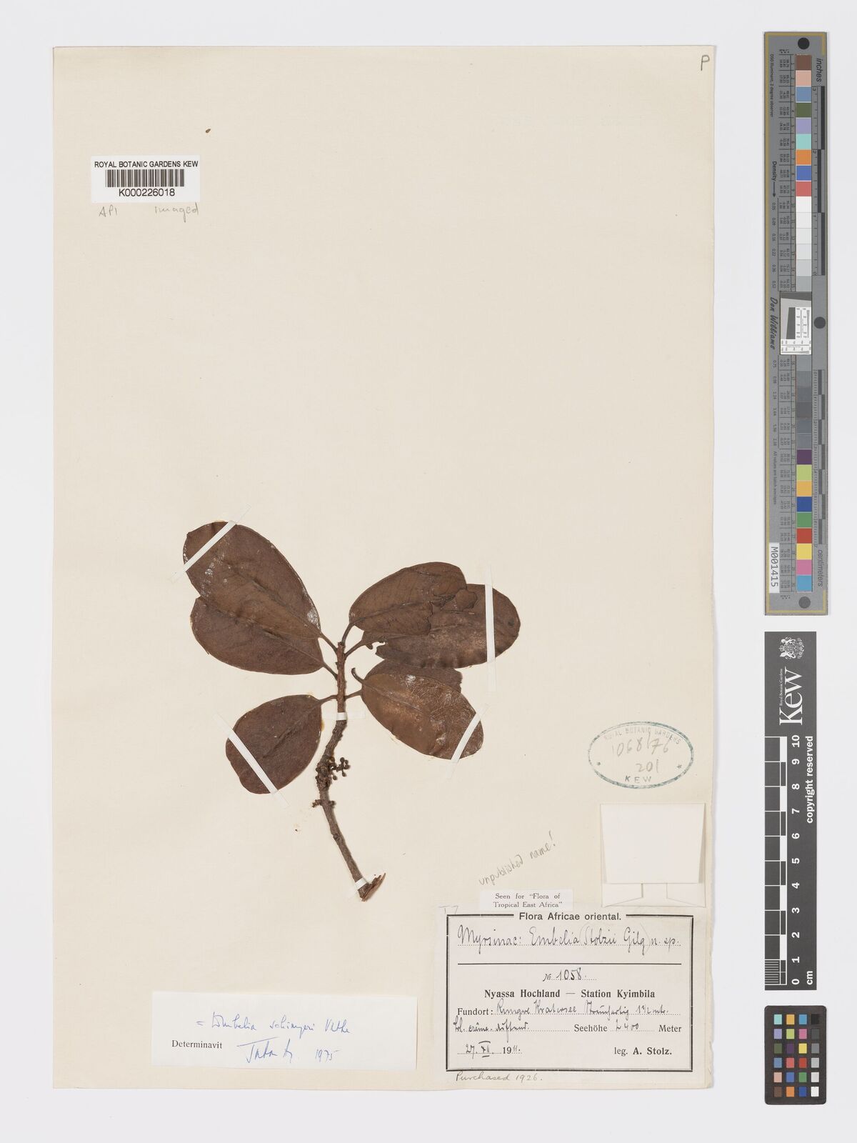 Kew Gardens K000226018:  Stolz, A. [1058] Tanzania