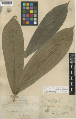 Kew Gardens K000657076:  King (Dr.)'s Collector [5894] Malaysia