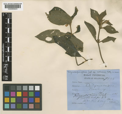 Kew Gardens K000858223:  s.coll. [s.n.] Malaysia