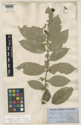 Kew Gardens K000348139:  Dallachy, J. [s.n.] Australia