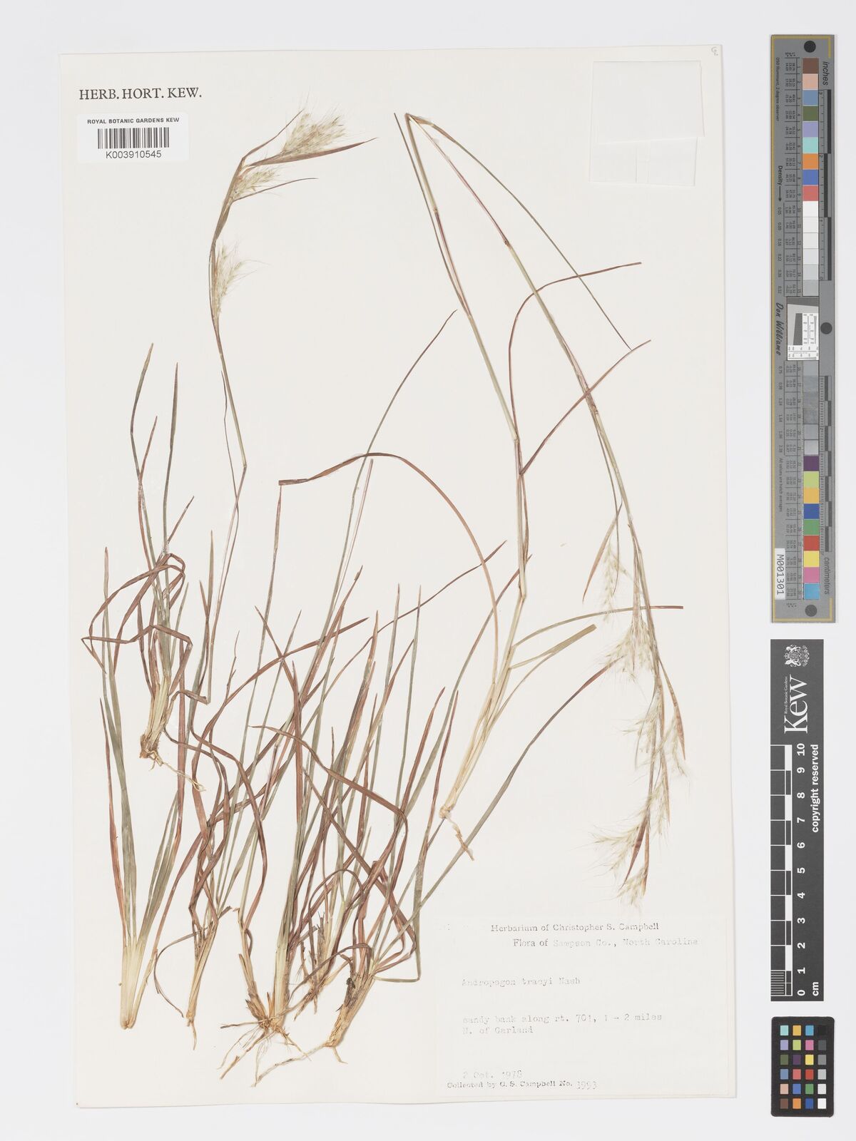 Andropogon tracyi
