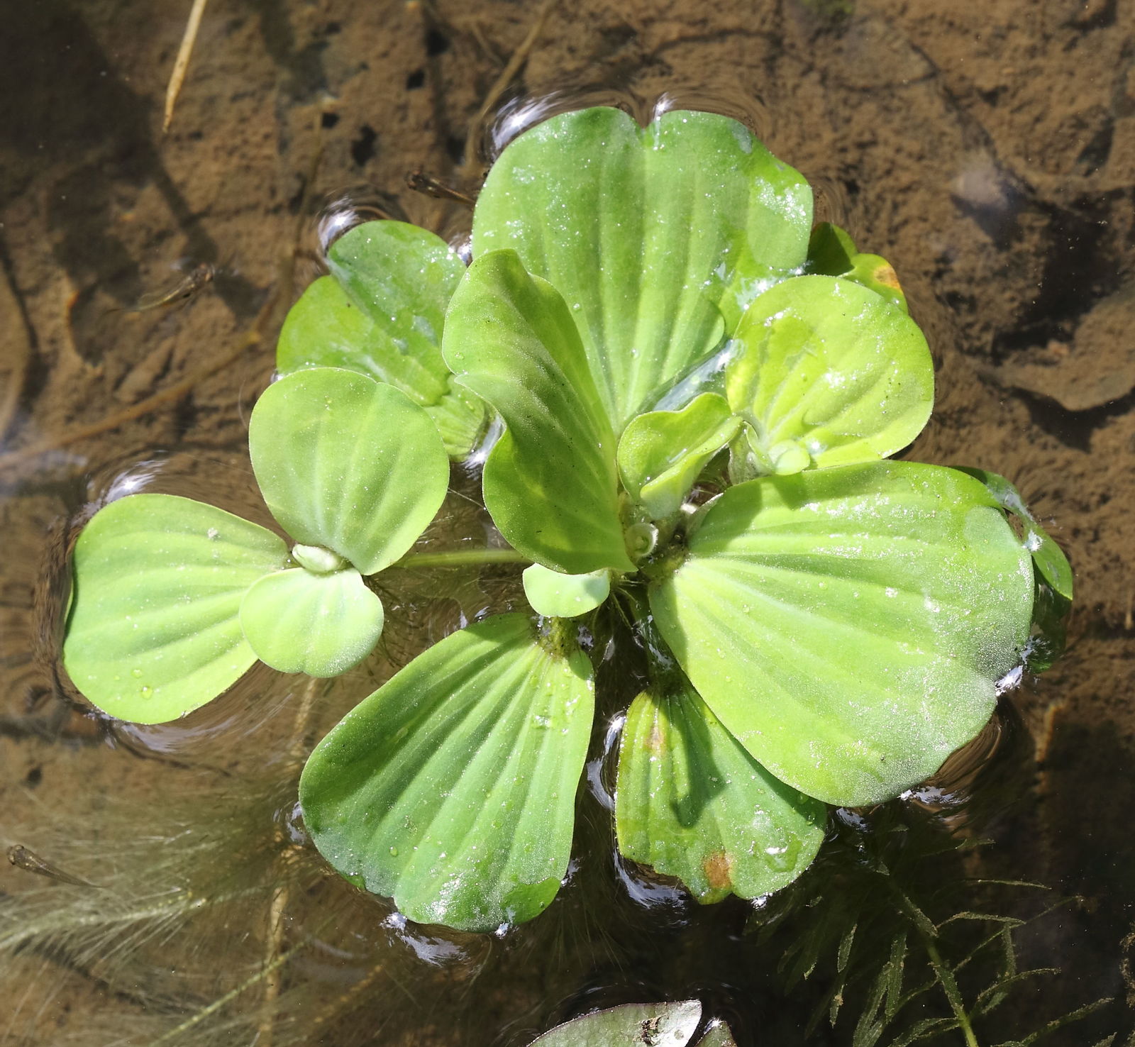 Pistia stratiotes L.   Plants of the World Online   Kew Science