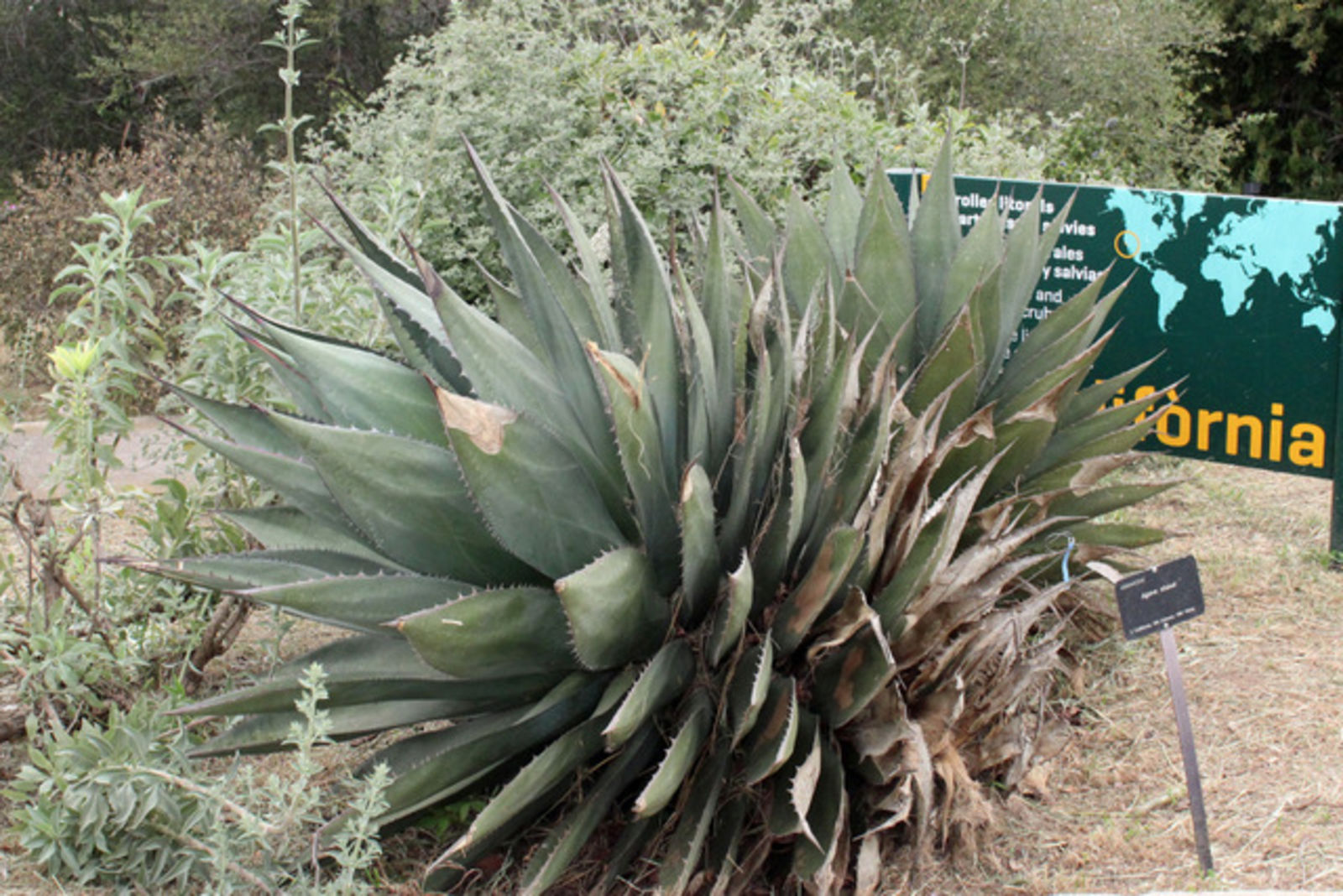 © copyright of the Board of Trustees of the Royal Botanic Gardens, Kew.