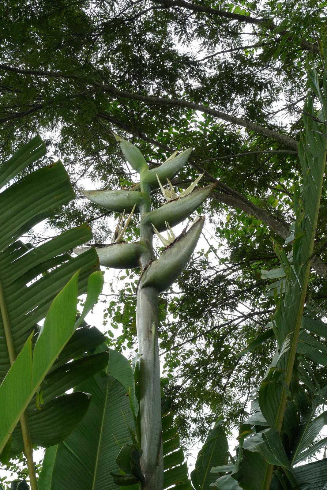 phenakospermum guyannense #843 10 Seeds South American tree of travellers