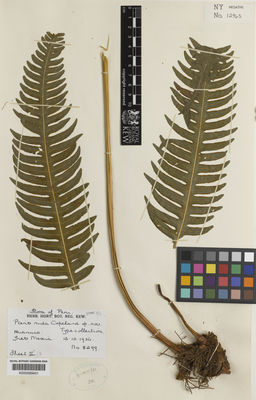 Kew Gardens K000589401:  Mexia, Y. [8299] Peru