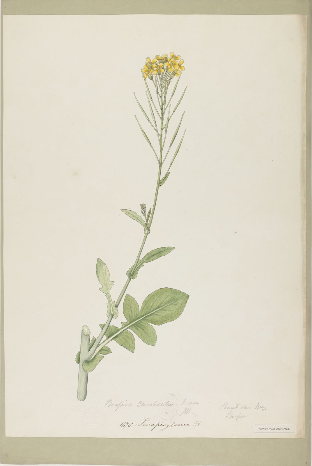 Brassica Napus L Plants Of The World Online Kew Science