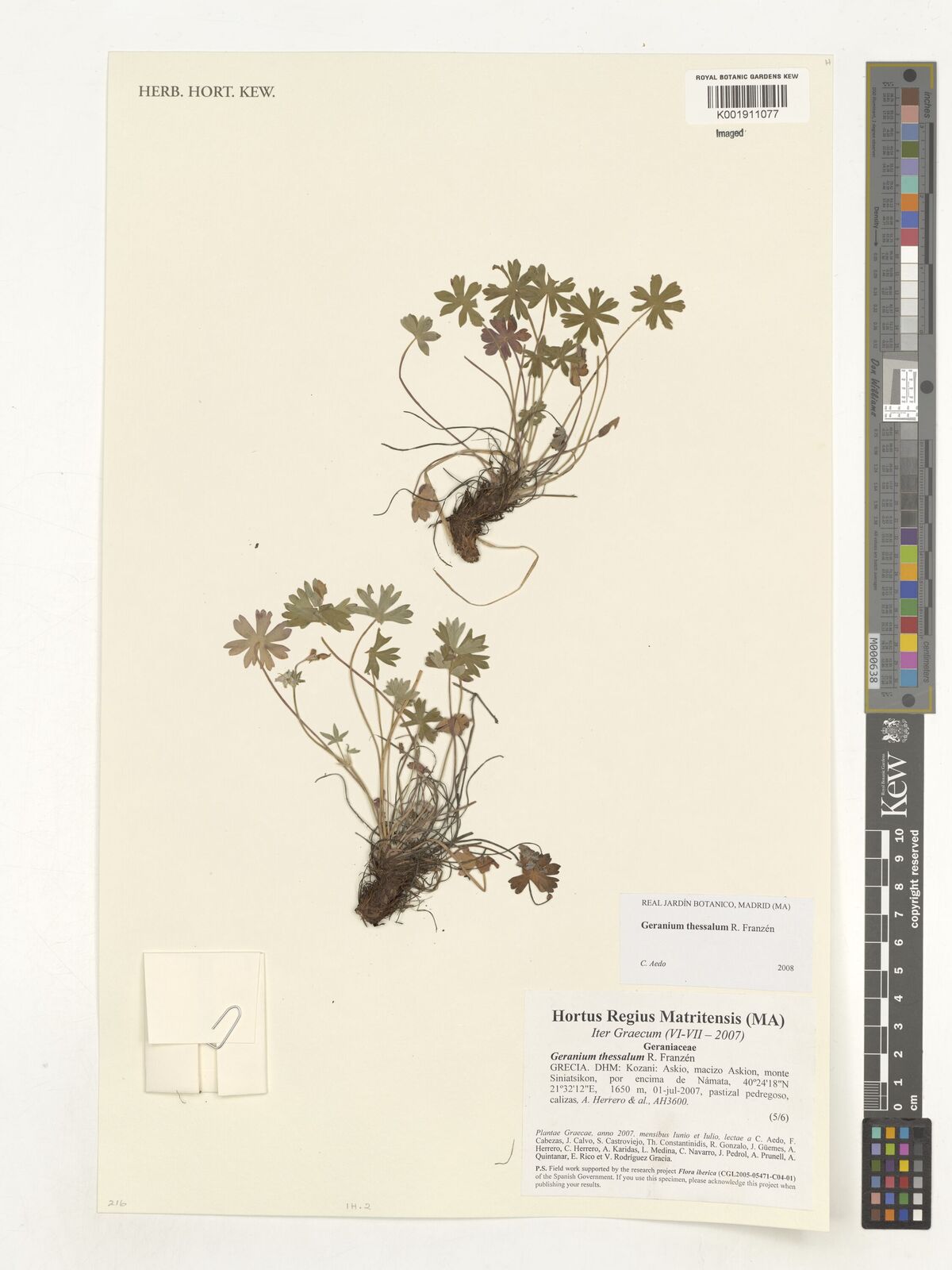 Geranium thessalum